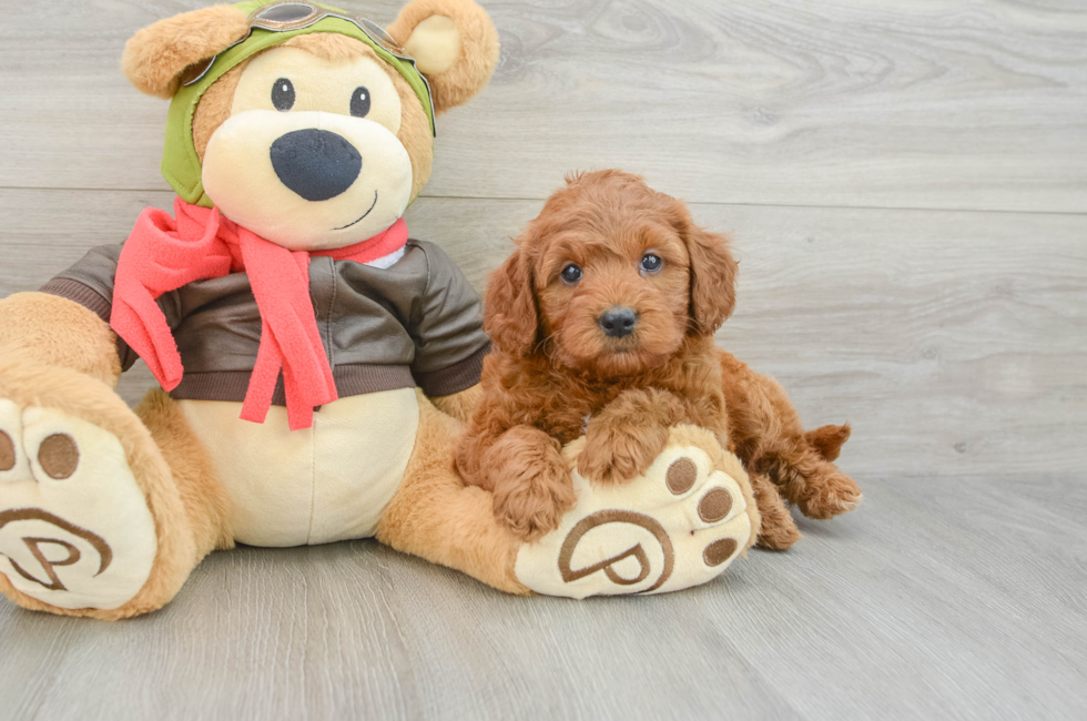 5 week old Mini Goldendoodle Puppy For Sale - Simply Southern Pups