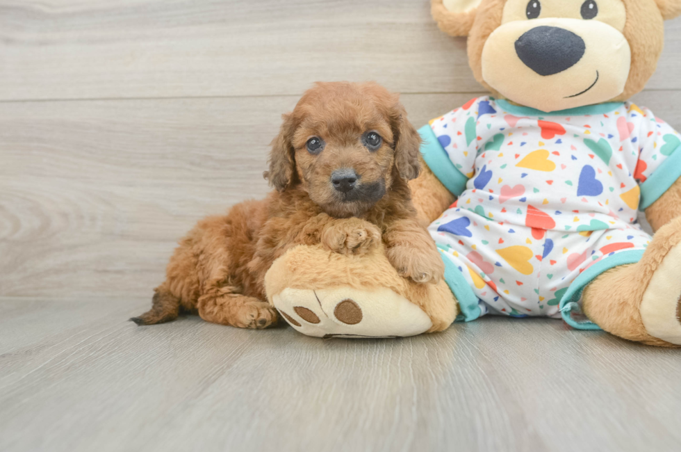 5 week old Mini Goldendoodle Puppy For Sale - Simply Southern Pups