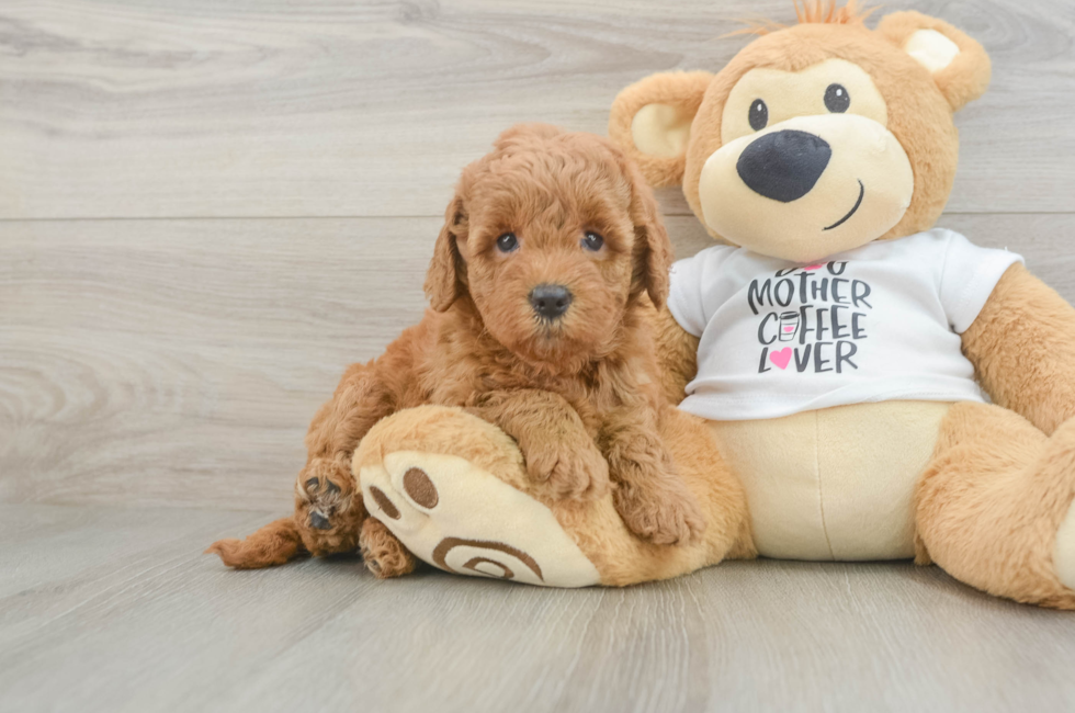 5 week old Mini Goldendoodle Puppy For Sale - Simply Southern Pups
