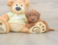 7 week old Mini Goldendoodle Puppy For Sale - Simply Southern Pups