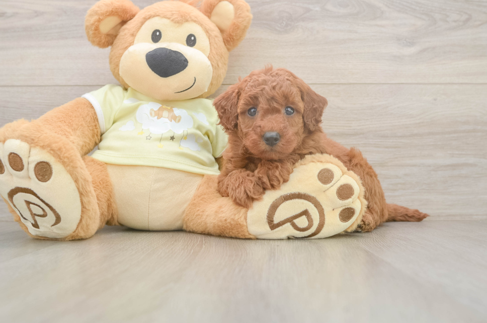 6 week old Mini Goldendoodle Puppy For Sale - Simply Southern Pups