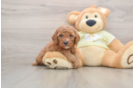Small Mini Goldendoodle Baby