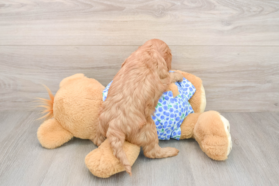 Mini Goldendoodle Puppy for Adoption