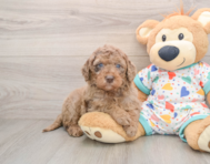 7 week old Mini Goldendoodle Puppy For Sale - Simply Southern Pups