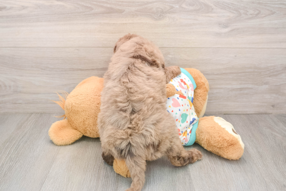 Best Mini Goldendoodle Baby