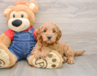 6 week old Mini Goldendoodle Puppy For Sale - Simply Southern Pups