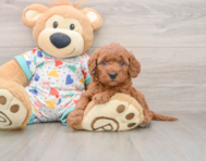 7 week old Mini Goldendoodle Puppy For Sale - Simply Southern Pups