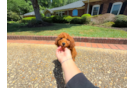 Cute Mini Goldenpoo Poodle Mix Puppy