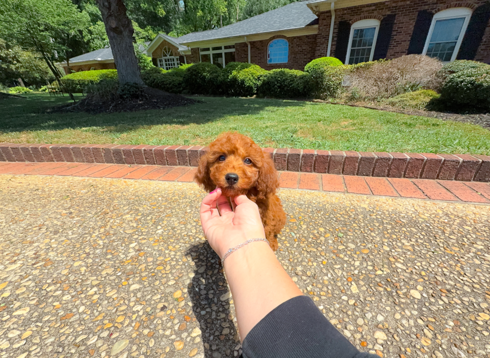 Cute Mini Goldenpoo Poodle Mix Puppy