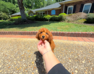9 week old Mini Goldendoodle Puppy For Sale - Simply Southern Pups