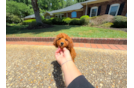 Cute Mini Goldendoodle Poodle Mix Pup