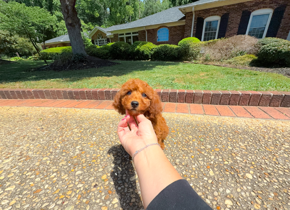 Cute Mini Goldendoodle Poodle Mix Pup