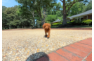 Cute Mini Goldendoodle Poodle Mix Pup