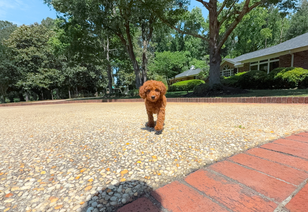 Cute Mini Goldendoodle Poodle Mix Pup