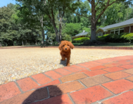 8 week old Mini Goldendoodle Puppy For Sale - Simply Southern Pups