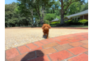 Mini Goldendoodle Pup Being Cute
