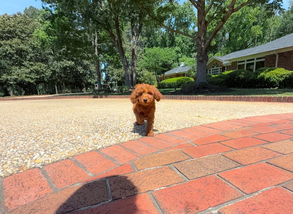 Mini Goldendoodle Pup Being Cute