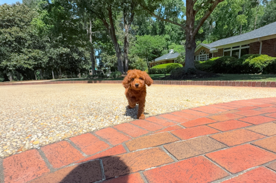 Mini Goldendoodle Pup Being Cute