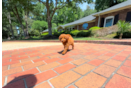 Cute Mini Goldendoodle Baby