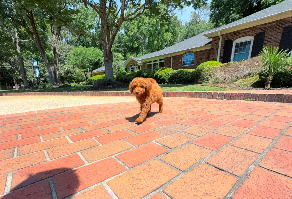 Cute Mini Goldendoodle Baby