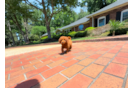 Cute Mini Goldendoodle Baby