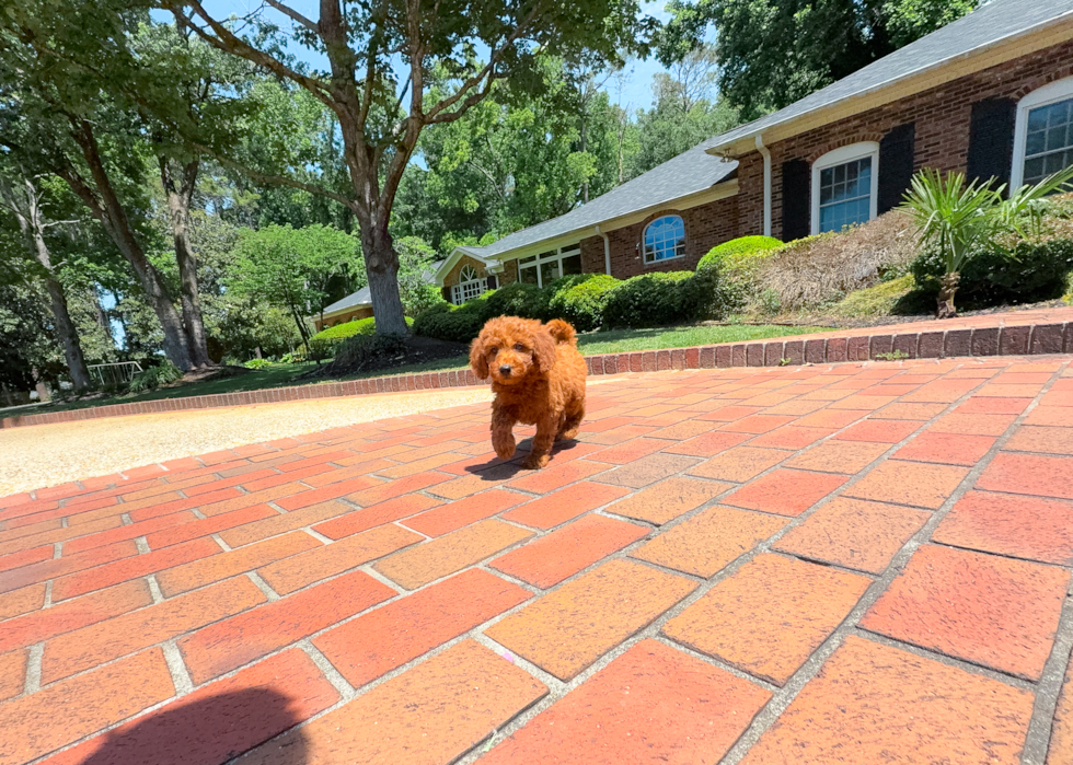 Cute Mini Goldendoodle Baby