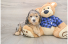 Best Mini Goldendoodle Baby