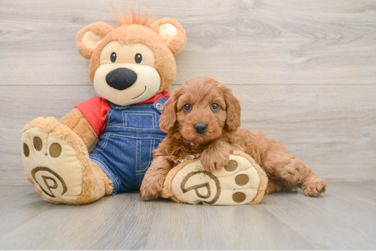 Mini Goldendoodle Pup Being Cute