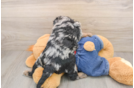 Best Mini Goldendoodle Baby