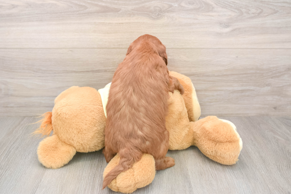 Mini Goldendoodle Puppy for Adoption