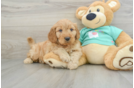 Happy Mini Goldendoodle Baby