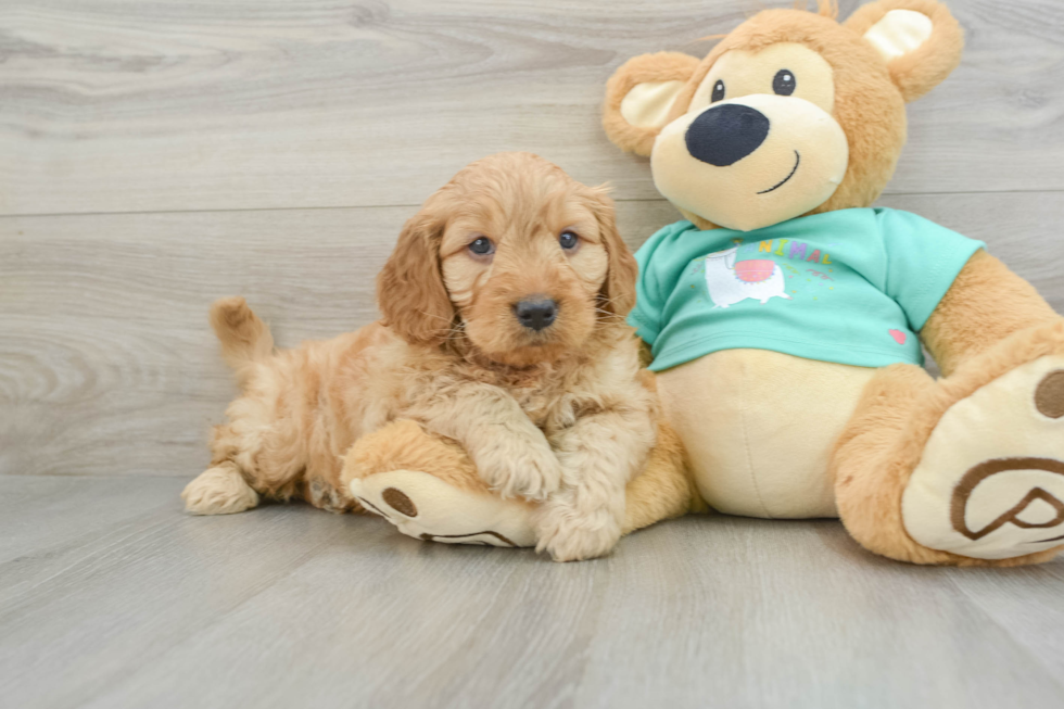 Happy Mini Goldendoodle Baby