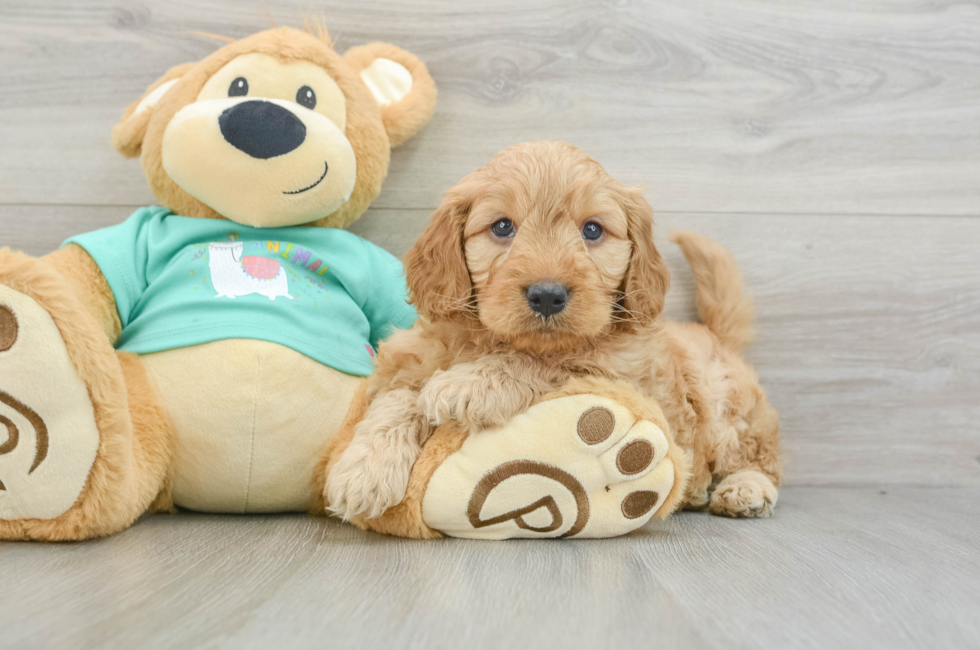 5 week old Mini Goldendoodle Puppy For Sale - Simply Southern Pups