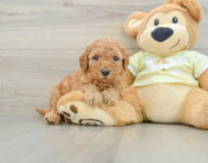 8 week old Mini Goldendoodle Puppy For Sale - Simply Southern Pups