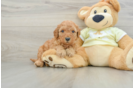 Mini Goldendoodle Pup Being Cute