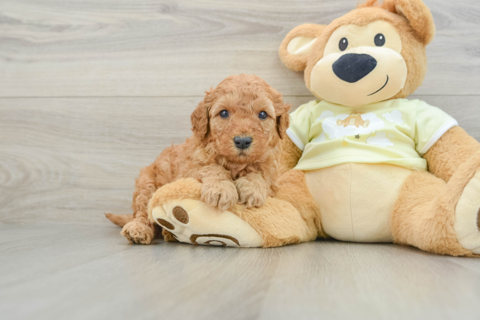 Mini Goldendoodle Pup Being Cute