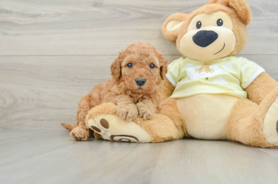 Mini Goldendoodle Pup Being Cute
