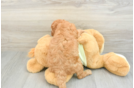Mini Goldendoodle Puppy for Adoption