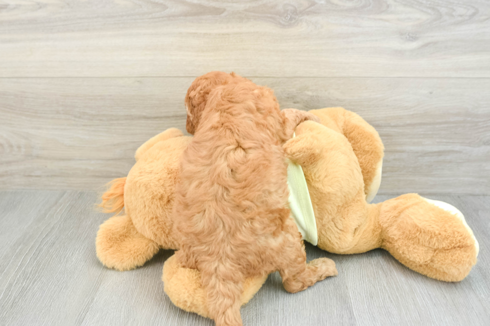 Mini Goldendoodle Puppy for Adoption