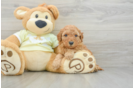 Best Mini Goldendoodle Baby
