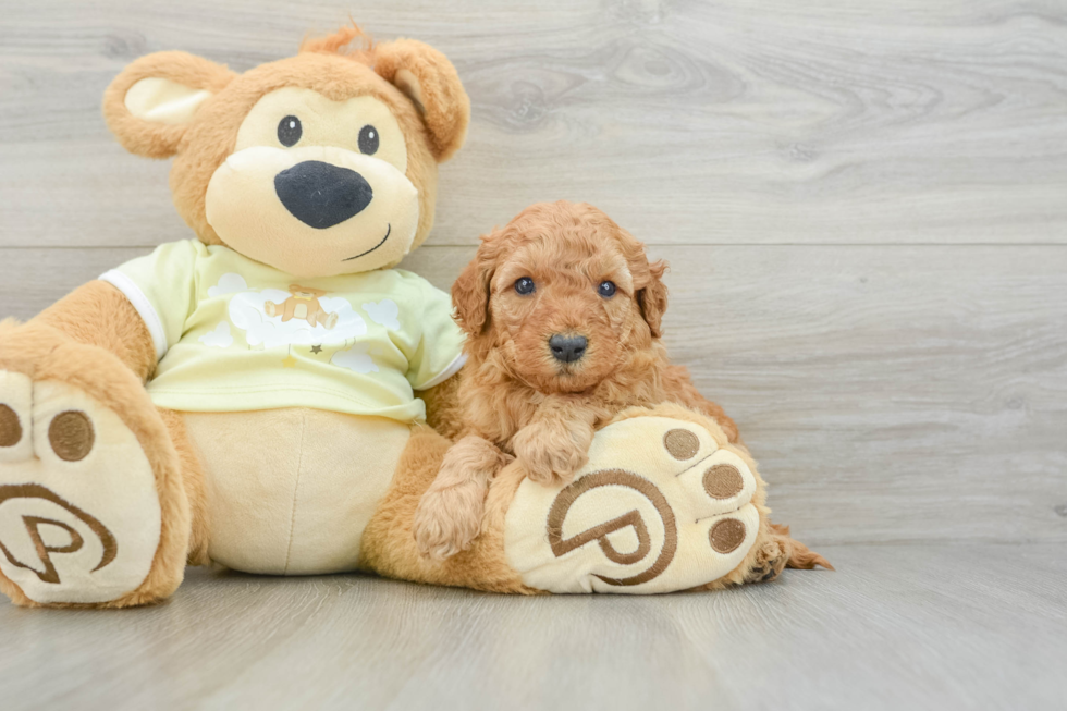 Best Mini Goldendoodle Baby