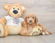6 week old Mini Goldendoodle Puppy For Sale - Simply Southern Pups
