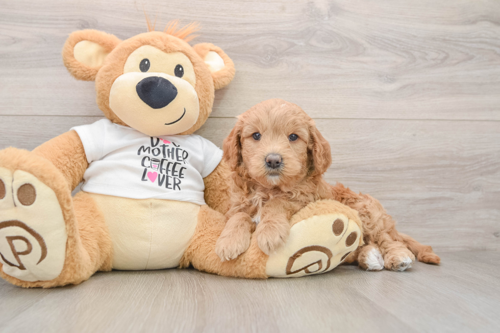 Best Mini Goldendoodle Baby