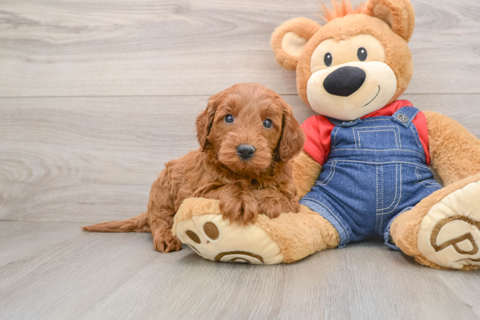 Best Mini Goldendoodle Baby
