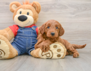5 week old Mini Goldendoodle Puppy For Sale - Simply Southern Pups