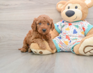 7 week old Mini Goldendoodle Puppy For Sale - Simply Southern Pups