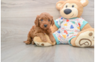 Happy Mini Goldendoodle Baby