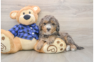 Mini Goldendoodle Puppy for Adoption