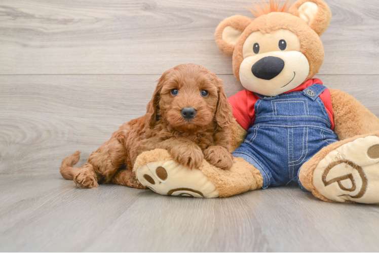 Adorable Golden Retriever Poodle Mix Poodle Mix Puppy