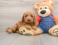 7 week old Mini Goldendoodle Puppy For Sale - Simply Southern Pups